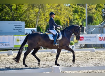 Baden Wuerttemberg, Gelding, 12 years, 17,1 hh, Black