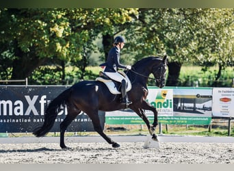Baden Wuerttemberg, Gelding, 12 years, 17,1 hh, Black