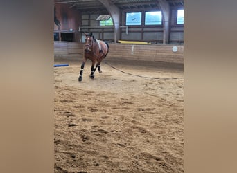 Baden Wuerttemberg, Gelding, 12 years, 17,1 hh, Brown