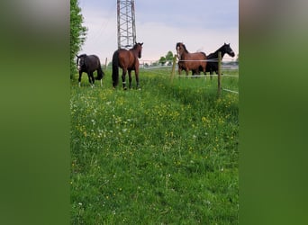 Baden Wuerttemberg, Gelding, 12 years, 17,1 hh, Brown