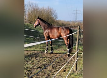 Baden Wuerttemberg, Gelding, 12 years, 17,1 hh, Brown