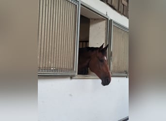 Baden Wuerttemberg, Gelding, 12 years, 17,1 hh, Brown