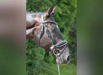 Baden Wuerttemberg, Gelding, 12 years, 17,1 hh, Smoky-Black