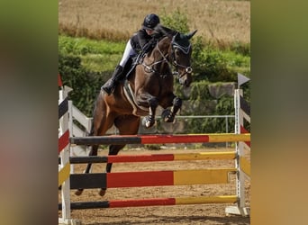 Baden Wuerttemberg, Gelding, 12 years, 17,2 hh, Bay-Dark