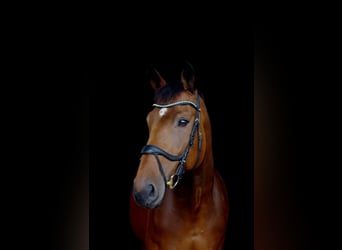 Baden Wuerttemberg, Gelding, 13 years, 17.1 hh, Brown