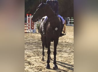 Baden Wuerttemberg, Gelding, 13 years, 17 hh, Black