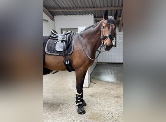 Baden Wuerttemberg, Gelding, 13 years, 17 hh, Brown