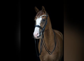 Baden Wuerttemberg, Gelding, 14 years, 16.2 hh, Chestnut