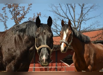 Baden Wuerttemberg, Gelding, 14 years, 16 hh, Black