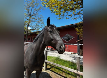 Baden Wuerttemberg, Gelding, 14 years, 16 hh, Black