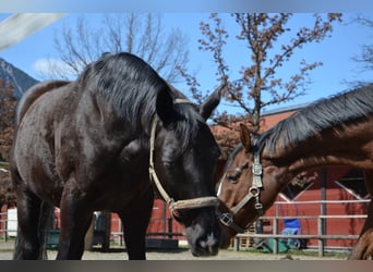Baden Wuerttemberg, Gelding, 14 years, 16 hh, Black