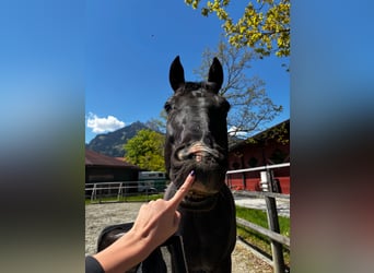 Baden Wuerttemberg, Gelding, 14 years, 16 hh, Black
