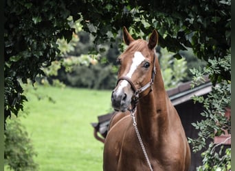 Baden Wuerttemberg, Gelding, 14 years, 16,1 hh, Chestnut-Red