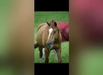 Baden Wuerttemberg, Gelding, 14 years, 17 hh, Chestnut-Red