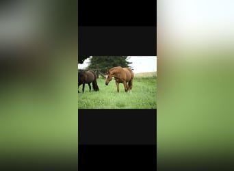 Baden Wuerttemberg, Gelding, 14 years, 17 hh, Chestnut-Red