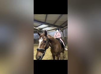 Baden Wuerttemberg, Gelding, 14 years, 17 hh, Chestnut-Red