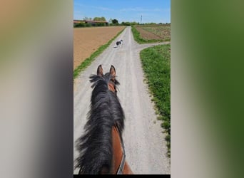 Baden Wuerttemberg, Gelding, 14 years, 17,1 hh, Brown