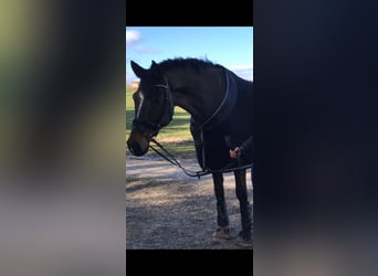 Baden Wuerttemberg, Gelding, 15 years, 16,3 hh, Smoky-Black