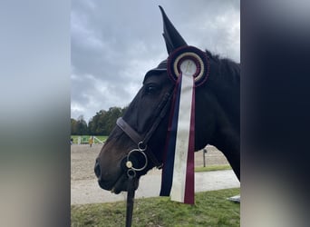 Baden Wuerttemberg, Gelding, 15 years, 17,2 hh, Smoky-Black