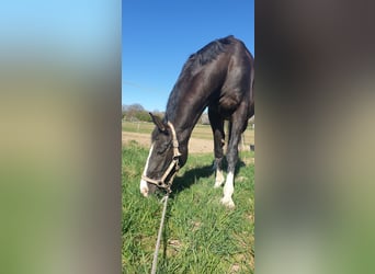 Baden Wuerttemberg, Gelding, 15 years, 17 hh, Black