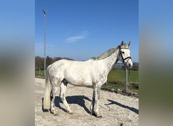 Baden Wuerttemberg, Gelding, 15 years, 17 hh, Gray