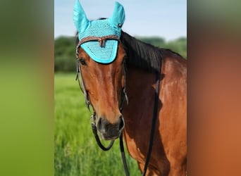 Baden Wuerttemberg, Gelding, 16 years, 15,2 hh, Brown