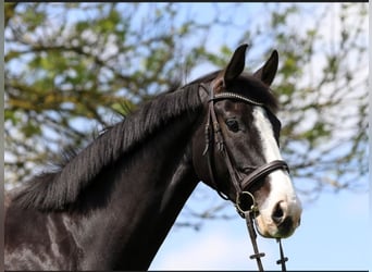 Baden Wuerttemberg, Gelding, 16 years, 16.2 hh, Black