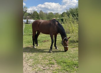 Baden Wuerttemberg, Gelding, 16 years, 16.2 hh, Brown