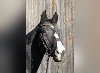 Baden Wuerttemberg, Gelding, 16 years, 16,2 hh, Smoky-Black