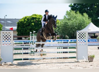 Baden Wuerttemberg, Gelding, 16 years, Black
