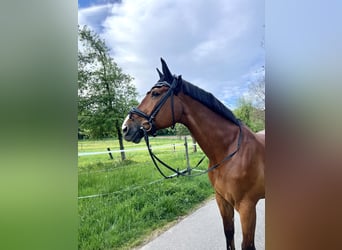 Baden Wuerttemberg, Gelding, 18 years, 16 hh, Brown