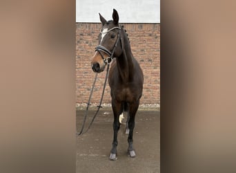 Baden Wuerttemberg, Gelding, 20 years, 16,1 hh, Brown