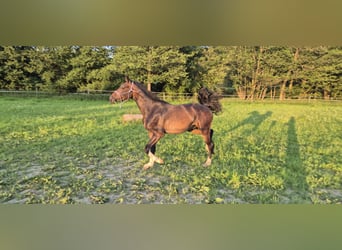 Baden Wuerttemberg, Gelding, 3 years, 16 hh, Bay-Dark