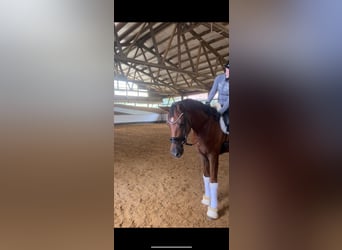 Baden Wuerttemberg, Gelding, 3 years, 16,2 hh, Chestnut