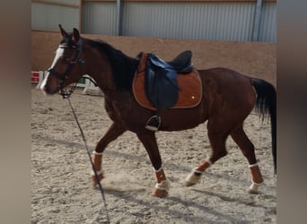 Baden Wuerttemberg, Gelding, 4 years, 14.1 hh, Brown-Light