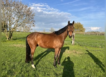Baden Wuerttemberg, Gelding, 4 years, 15.2 hh, Brown