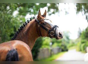 Baden Wuerttemberg, Gelding, 4 years, 15,2 hh, Brown