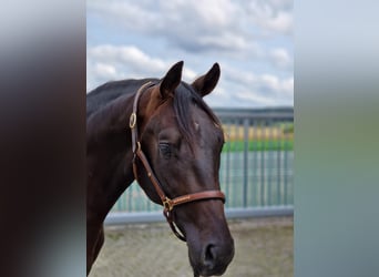 Baden Wuerttemberg, Gelding, 4 years, 16.1 hh, Bay-Dark