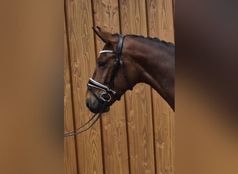 Baden Württemberger, Wallach, 4 Jahre, 16,1 hh, Brauner