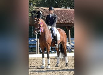 Baden Württemberger, Wallach, 4 Jahre, 16,1 hh, Brauner