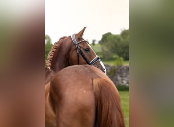 Baden Wuerttemberg, Gelding, 4 years, 16.1 hh, Chestnut