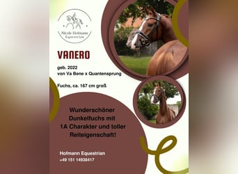 Baden Wuerttemberg, Gelding, 4 years, 16.1 hh, Chestnut
