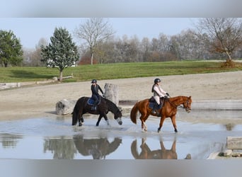 Baden Wuerttemberg, Gelding, 4 years, 16.2 hh, Chestnut-Red