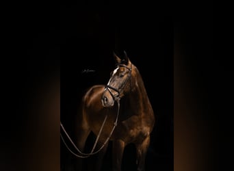 Baden Wuerttemberg, Gelding, 4 years, 16 hh, Bay-Dark