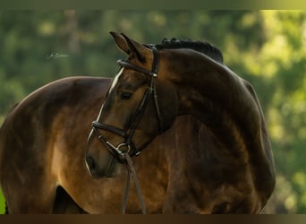 Baden Wuerttemberg, Gelding, 4 years, 16 hh, Bay-Dark