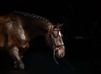 Baden Wuerttemberg, Gelding, 4 years, 16 hh, Bay-Dark