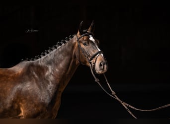 Baden Wuerttemberg, Gelding, 4 years, 16 hh, Bay-Dark