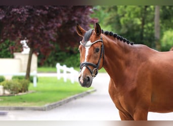 Baden Wuerttemberg, Gelding, 4 years, 16 hh, Brown