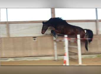 Baden Wuerttemberg, Gelding, 4 years, 16 hh, Brown