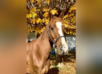 Baden Wuerttemberg, Gelding, 4 years, 16 hh, Chestnut-Red